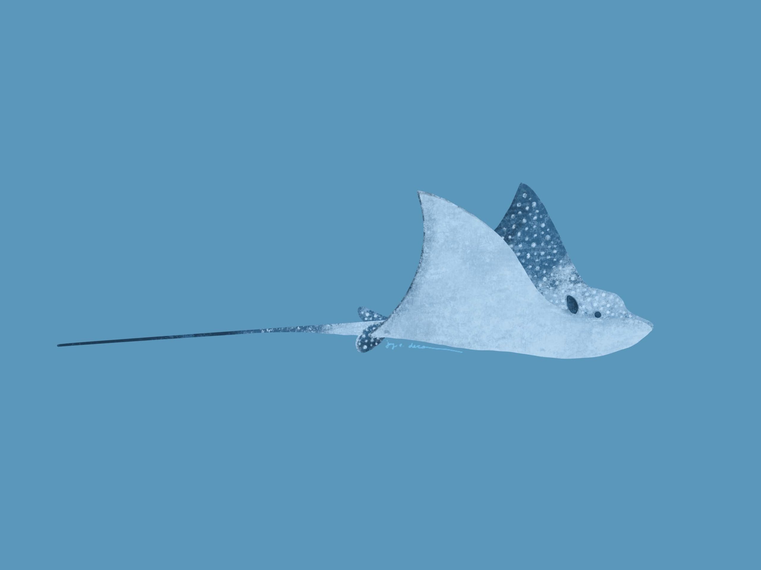 Spotted Eagle Ray